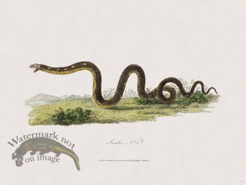 45 New Holland Caffowary